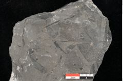 Foto (Detailansicht) von Dictyophyllum obtusilobum Sch. (NHMW-GEO-2024-0188-10506)